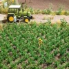Busch 1266 HO Potato Plant - Your Source for Gaming Essentials