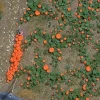 Busch 1201 HO Pumpkin Field - Your Source for Gaming Essentials