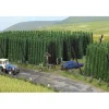 Busch 1215 HO 110 x 90 mm Hops Field - Your Source for Gaming Essentials