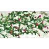 JTT Scenery Products 95539 HO 1-3/8'' Rose Bushes (Pack of 6) - Your Source for Gaming Essentials