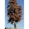 Timberline Scenery 209 Deciduous 6-9" Late Autumn - Your Source for Gaming Essentials* Trains