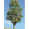 Timberline Scenery 229 Deciduous Orange Trees 3"-5" (Pack of 2) - Your Source for Gaming Essentials* Trains